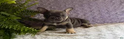 French Bulldog dogs for sale: Penny - Ad 3