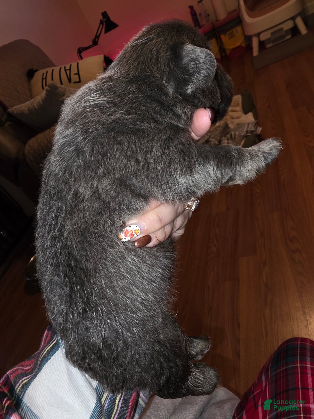 French Bulldog dogs for sale: Female 2 - Ad 6