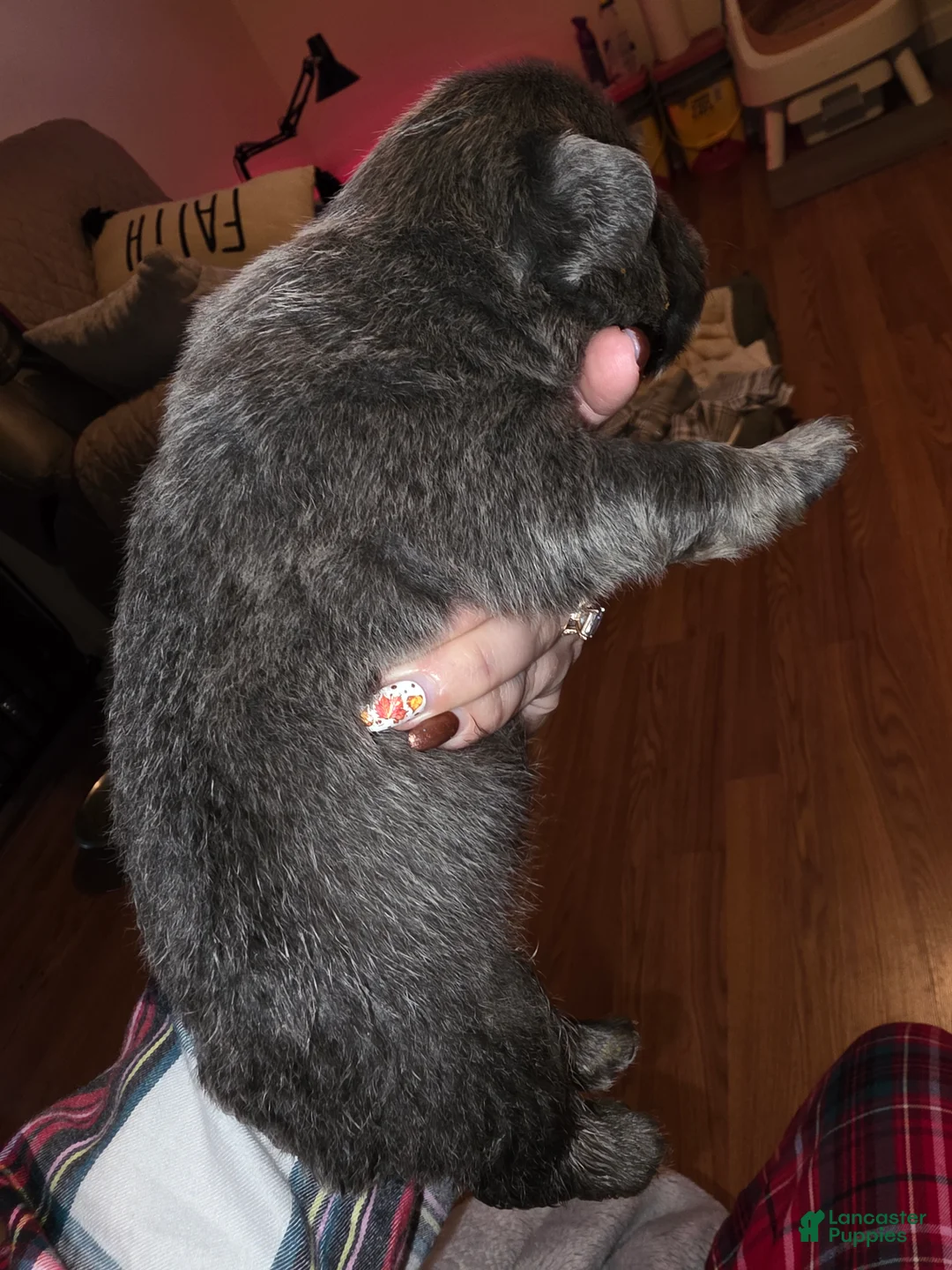 French Bulldog dogs for sale: Male 2 - Ad 6