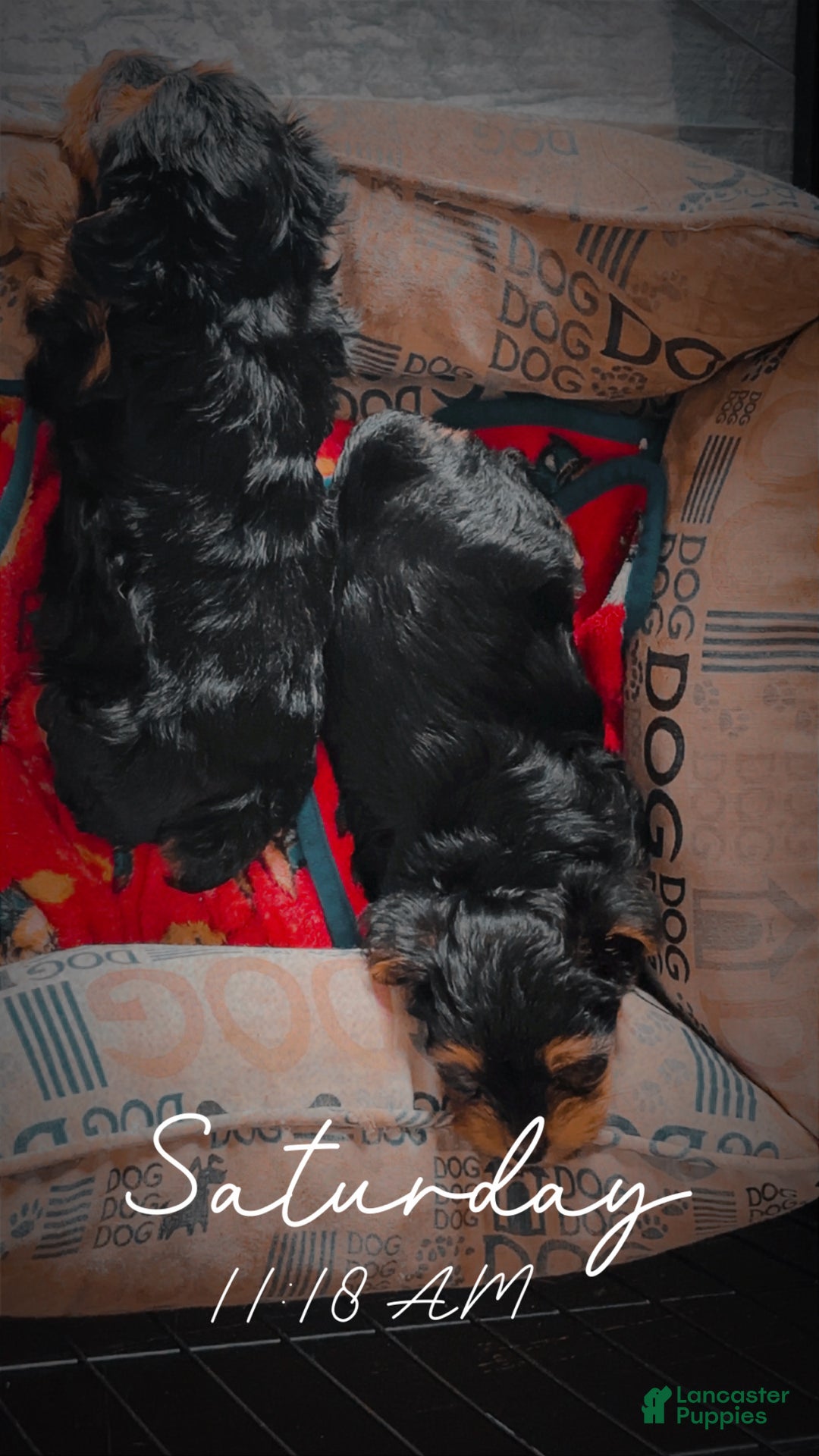 Yorkshire Terrier dogs for sale: Yorkshire Terrier sue - Ad 5