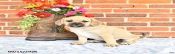 Puggle dogs for sale: Taylor - Ad 5