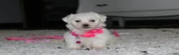 Bichon Frise dogs for sale: 🩷Jasmine🩷  - Ad 7
