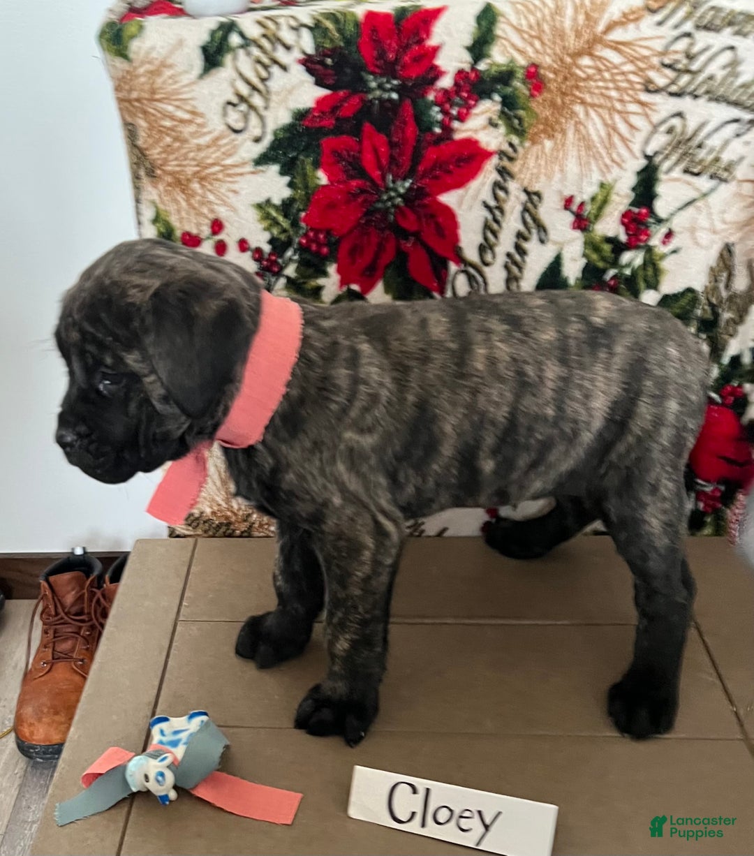 English Mastiff dogs for sale: CLOEY🐾❤️AKC Purebreed❤️Call 814-996-9195 - Ad 2