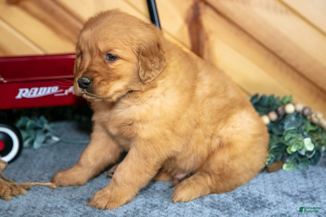 Golden Retriever dogs for sale: Max - Ad 3