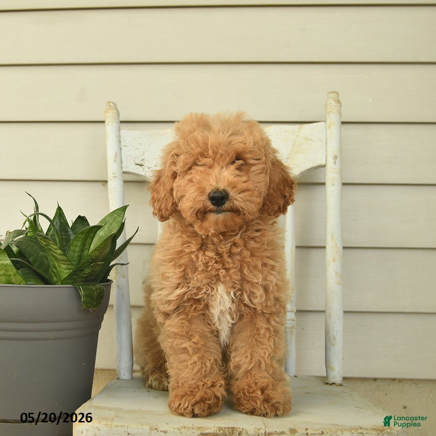 Mini Goldendoodle dogs Julius - Ad 2