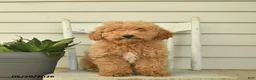 Mini Goldendoodle dogs for sale: Julius - Ad 2