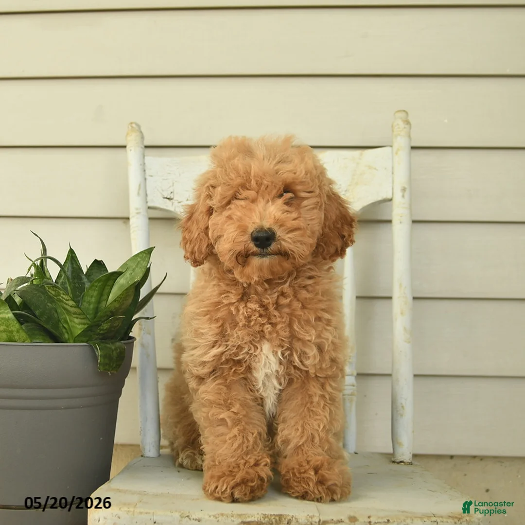 Mini Goldendoodle dogs for sale: Julius - Ad 2
