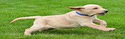 Labrador Retriever dogs for sale: Waldo - Ad 4