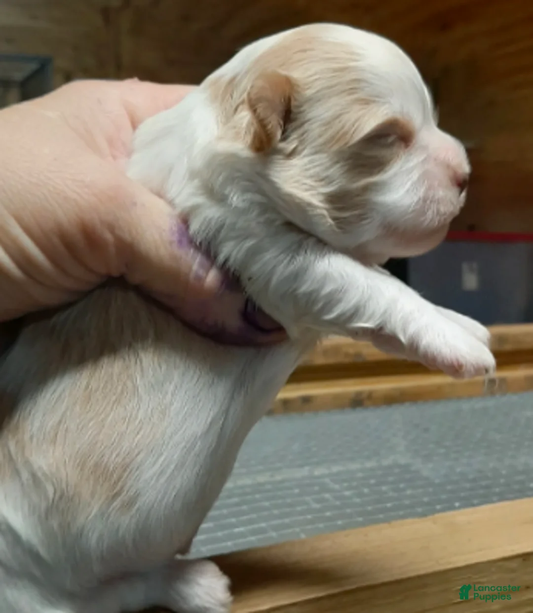 Shihpoo dogs for sale: Fawn/white F3 - Ad 2