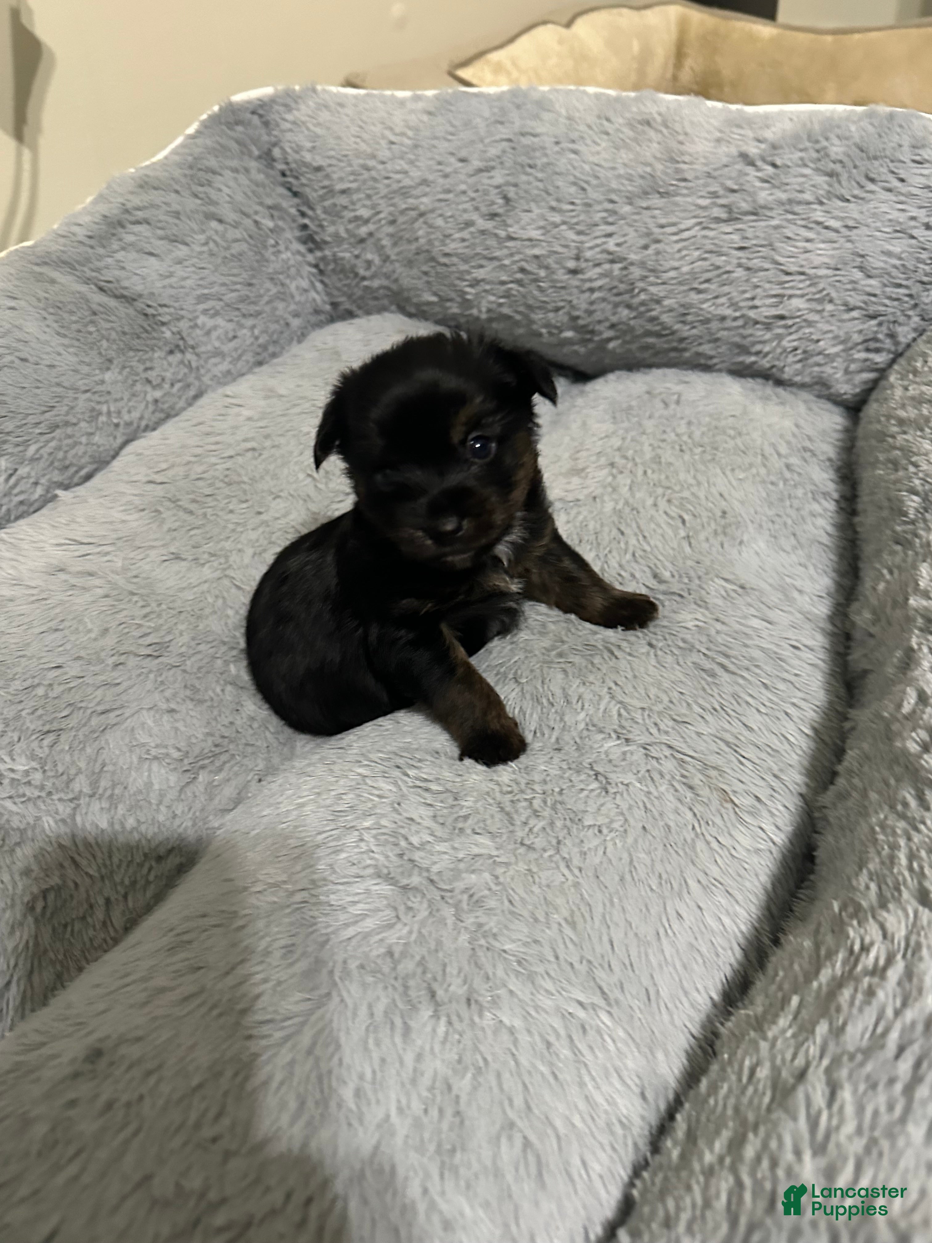 Mixed Breed dogs Mixed Breed Puppy 1 - Ad 19