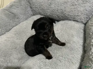 Mixed Breed dogs Mixed Breed Puppy 1 - Ad 19