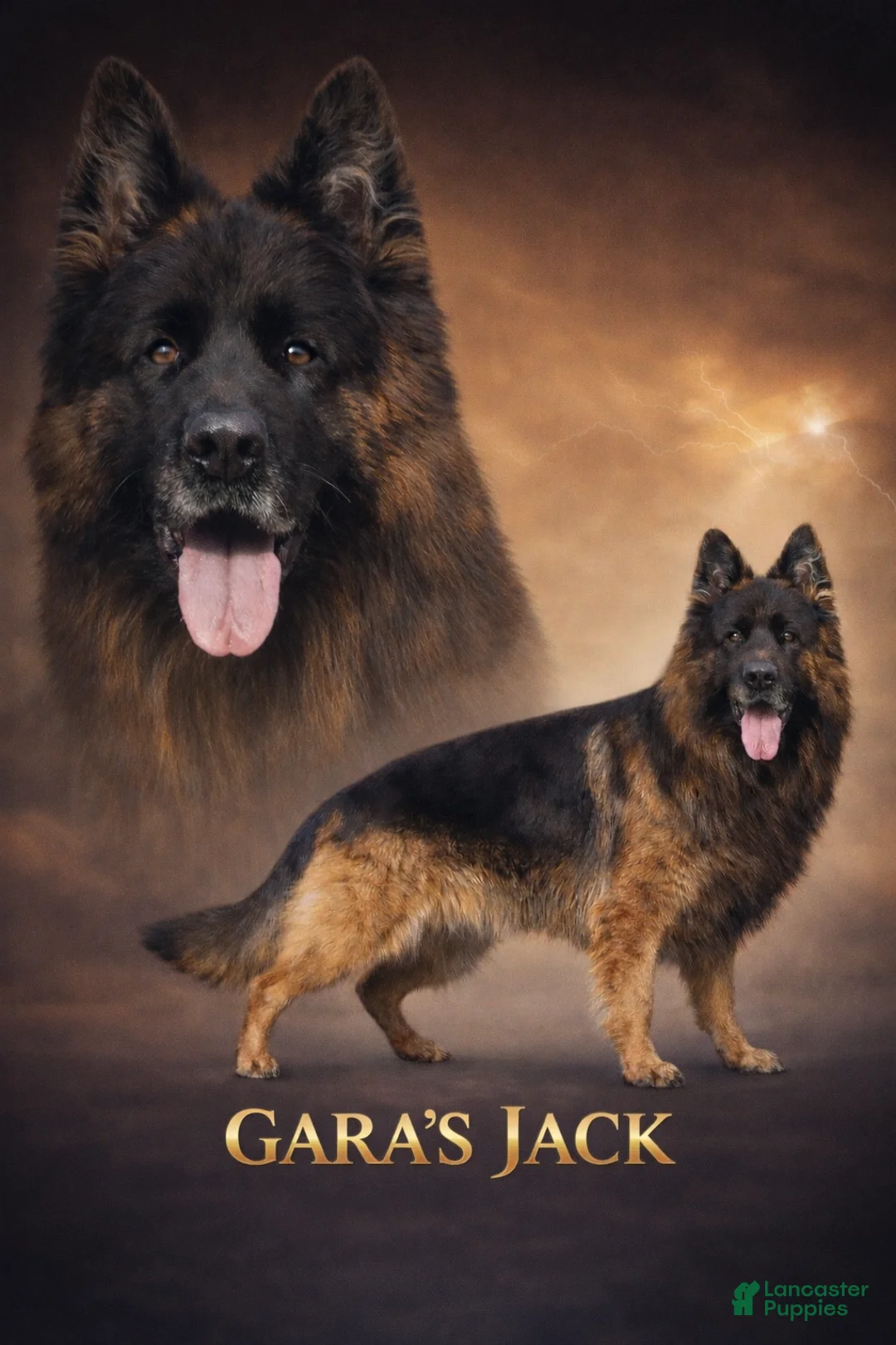German Shepherd dogs for sale: Cooper  - Ad 11