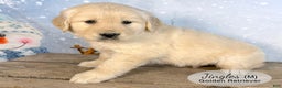 Golden Retriever dogs for sale: Jingles - Ad 2