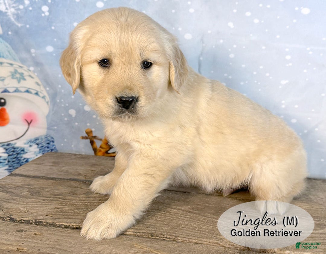 Golden Retriever dogs for sale: Jingles - Ad 2