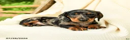 Miniature Dachshund dogs for sale: Dennis - Ad 2