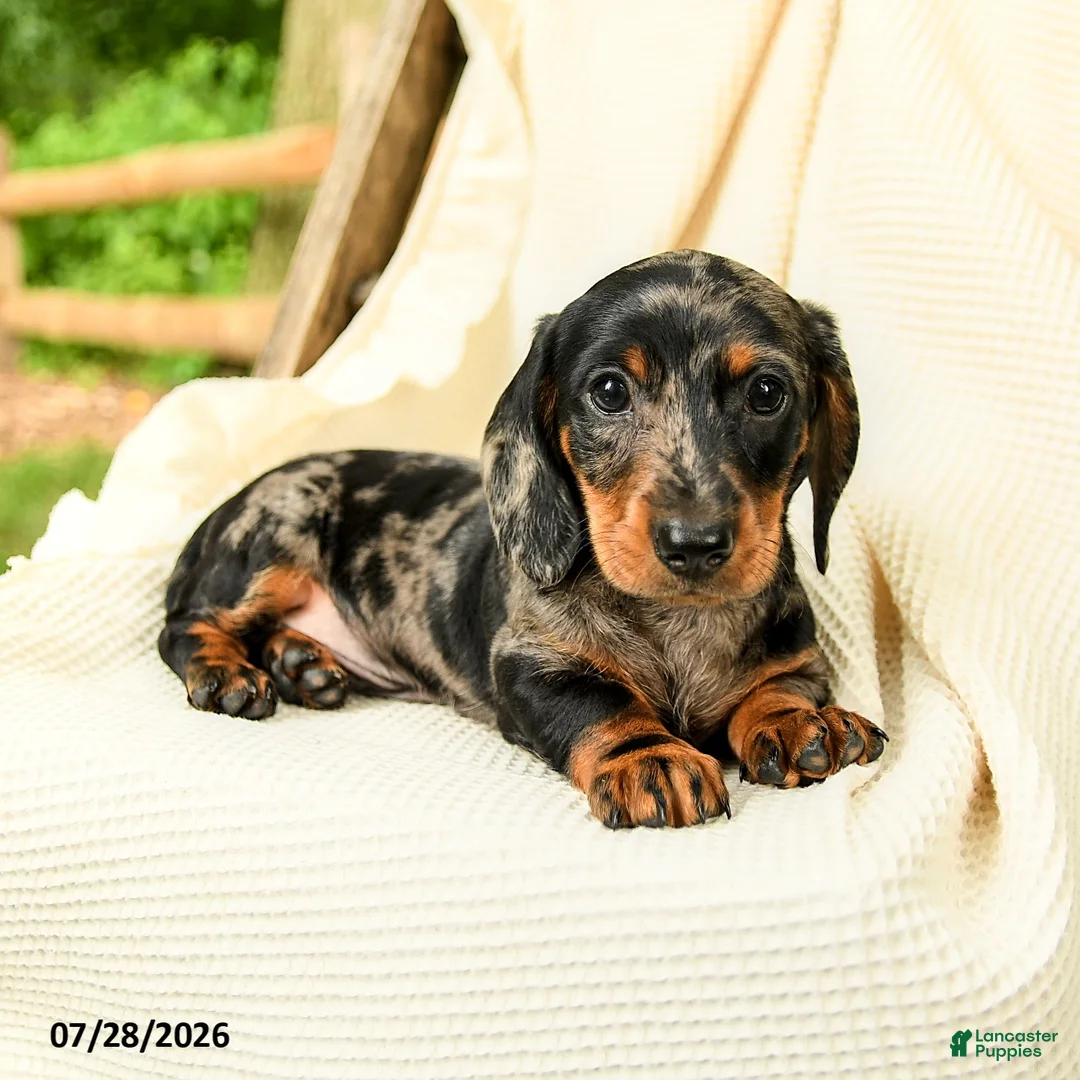 Miniature Dachshund dogs for sale: Dennis - Ad 2
