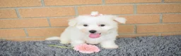 Maltese dogs for sale: Bella 🐶💗 - Ad 3