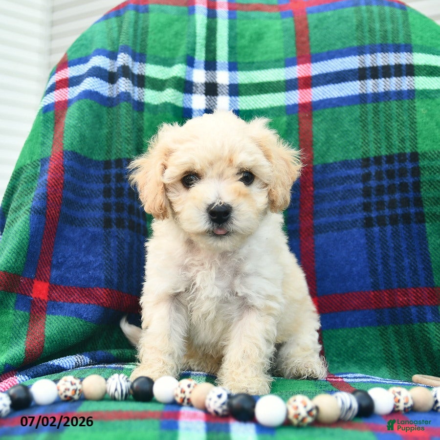 Bichpoo dogs Harry  - Ad 1