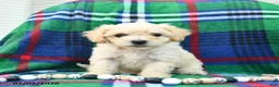 Bichpoo dogs for sale: Harry  - Ad 1