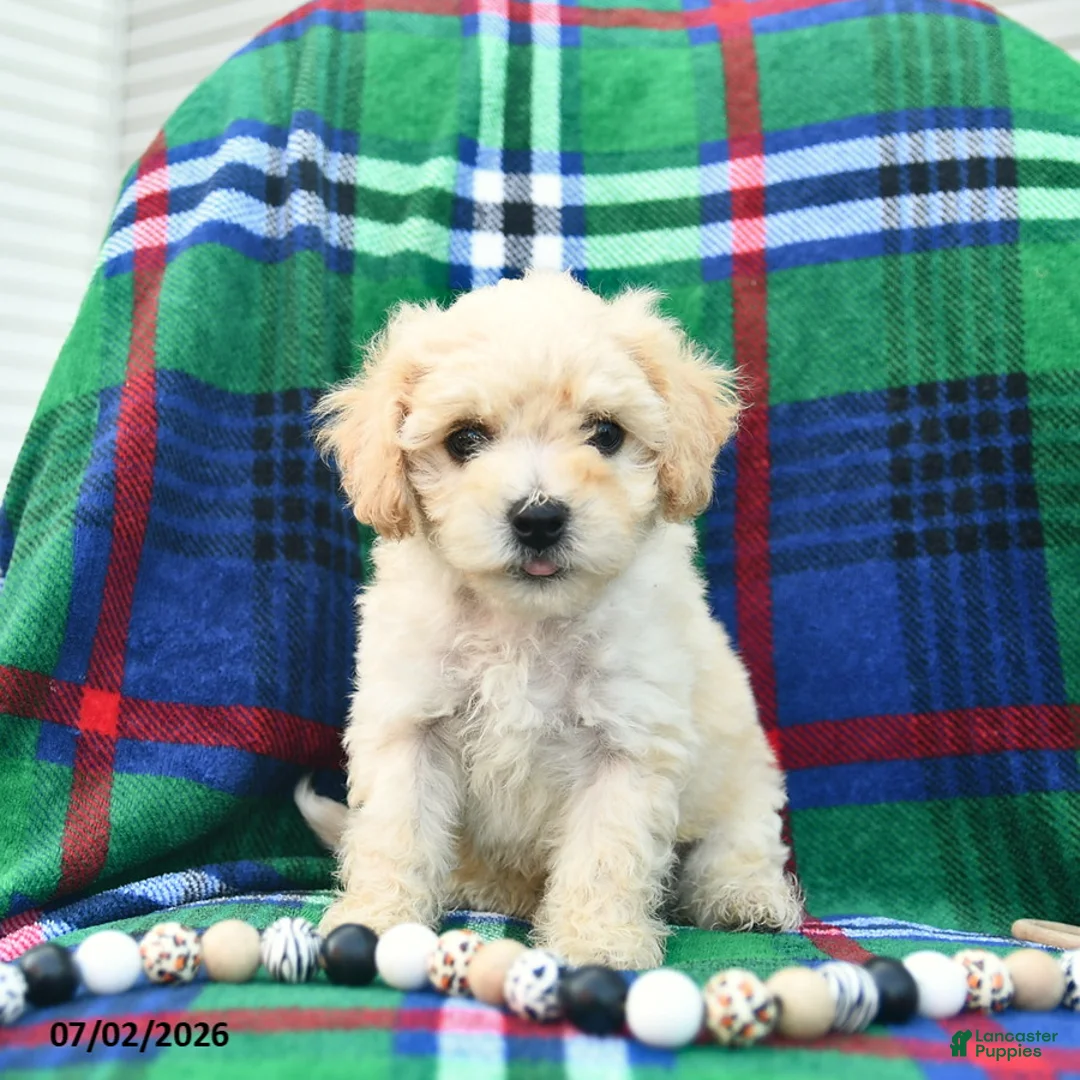 Bichpoo dogs for sale: Harry  - Ad 1