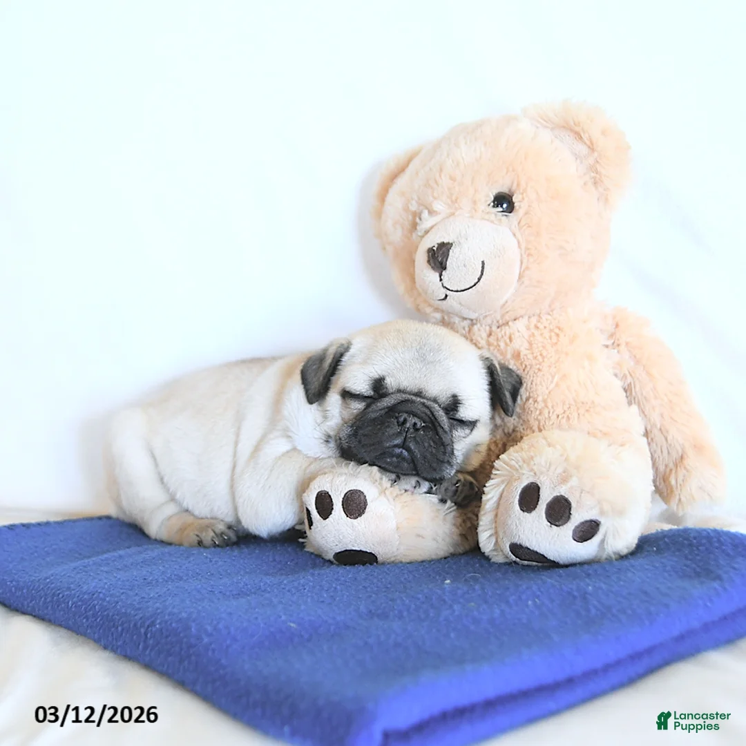 Pug dogs for sale: Blossom - Ad 1