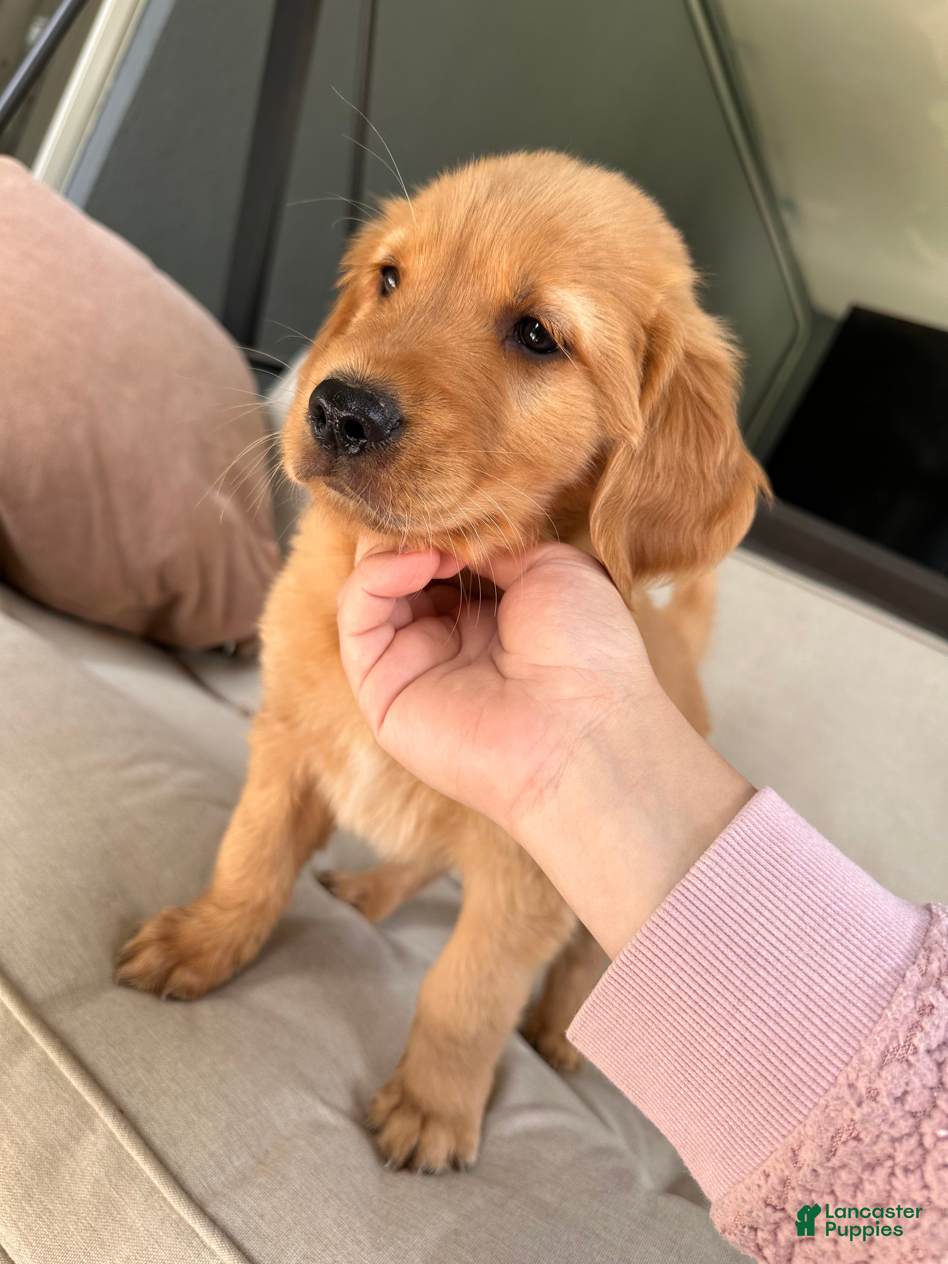 Golden Retriever dogs Buddy - Ad 2