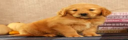 Golden Retriever dogs for sale: Justin - Ad 3