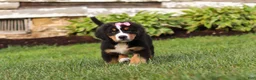 Bernese Mountain Dog dogs for sale: Marcy - Ad 13