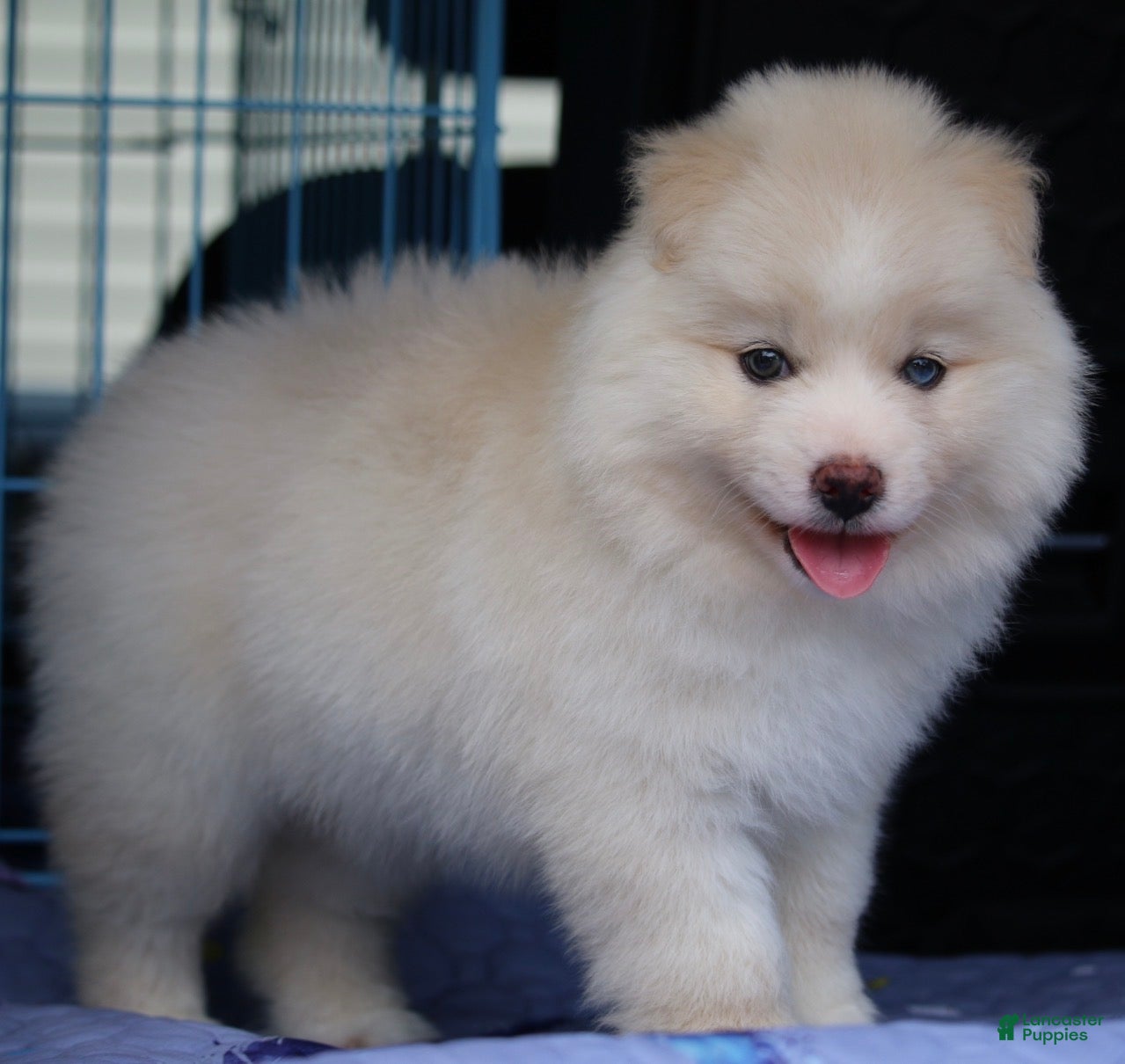 Pomsky dogs Frosty - Ad 2