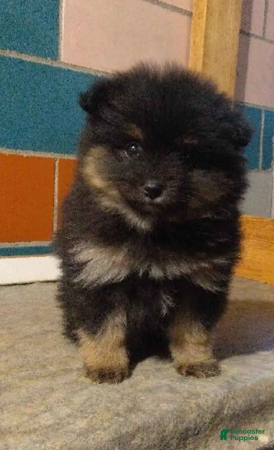 Pomeranian dogs for sale: Roxy  - Ad 1