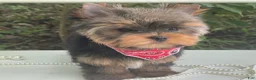 Yorkshire Terrier dogs for sale: Cody - Ad 7