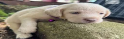 Labrador Retriever dogs for sale: Labrador Retriever 1 - Ad 6