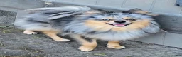Pomsky dogs for sale: Merle boy - Ad 15