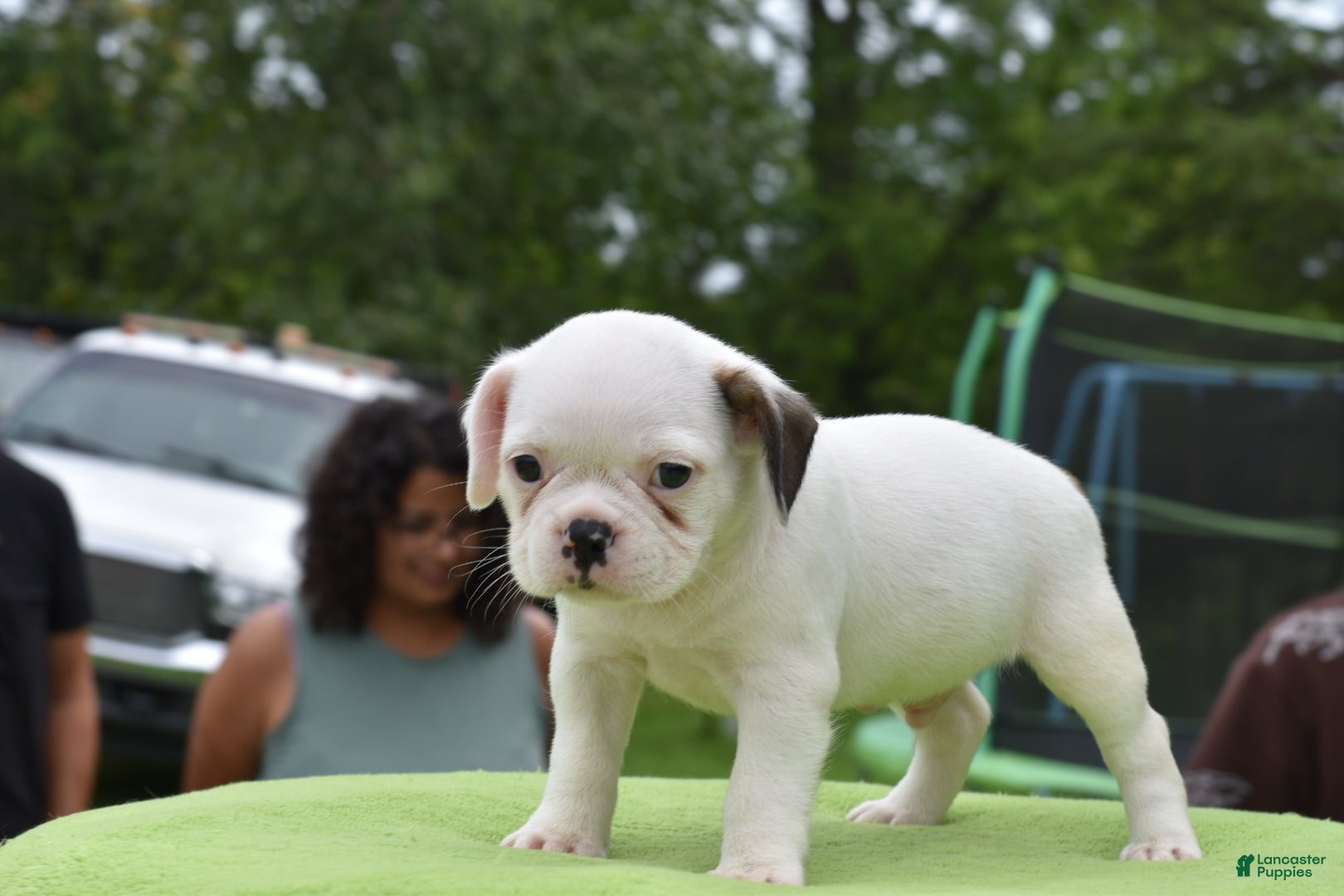 Mixed Breed dogs Milo f1b Frenchton hybrid  - Ad 2