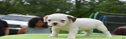 Mixed Breed dogs for sale: Milo f1b Frenchton hybrid  - Ad 2