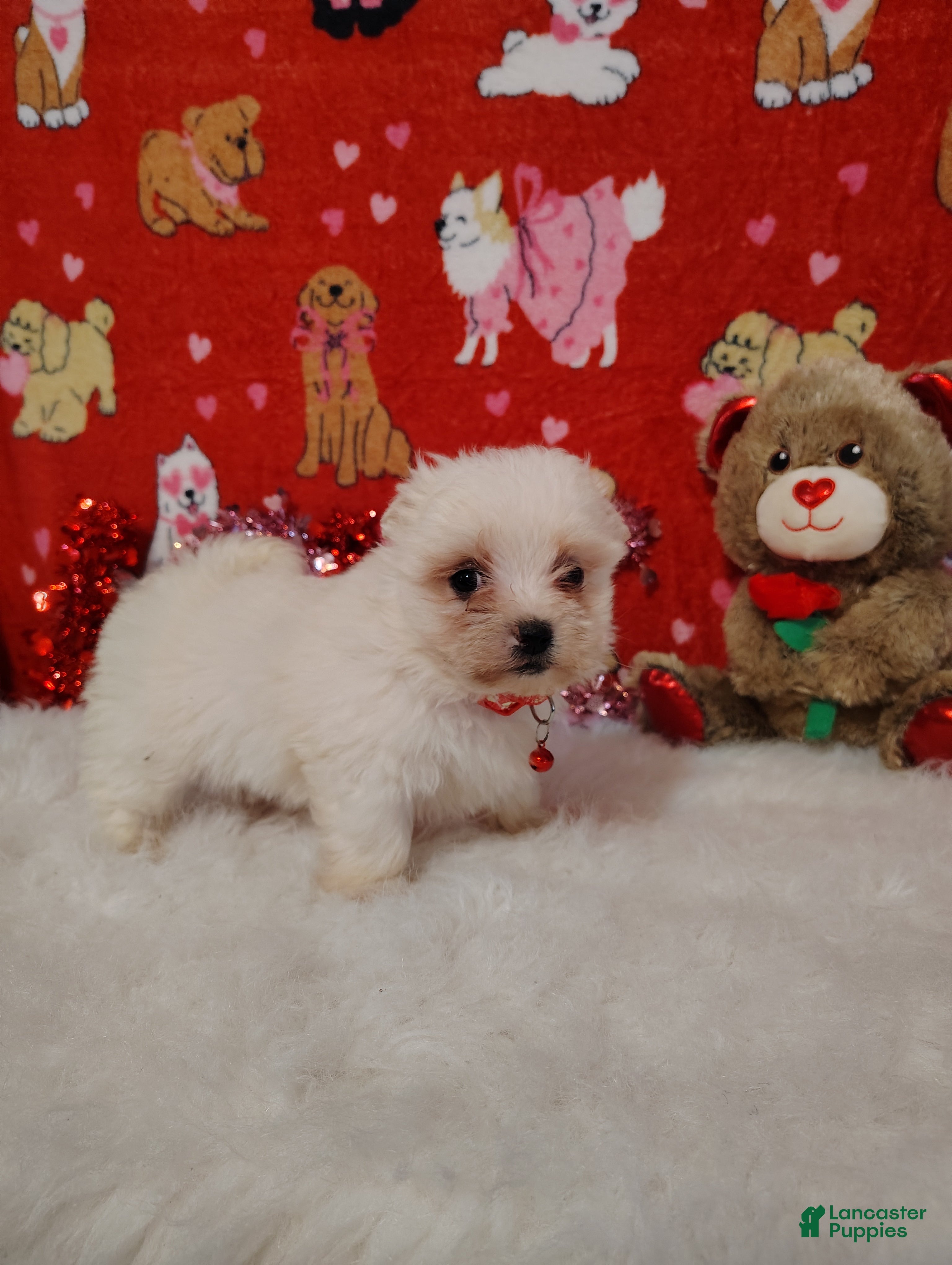 Maltese dogs Bert - red - Ad 28