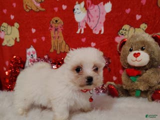 Maltese dogs Bert - red - Ad 26