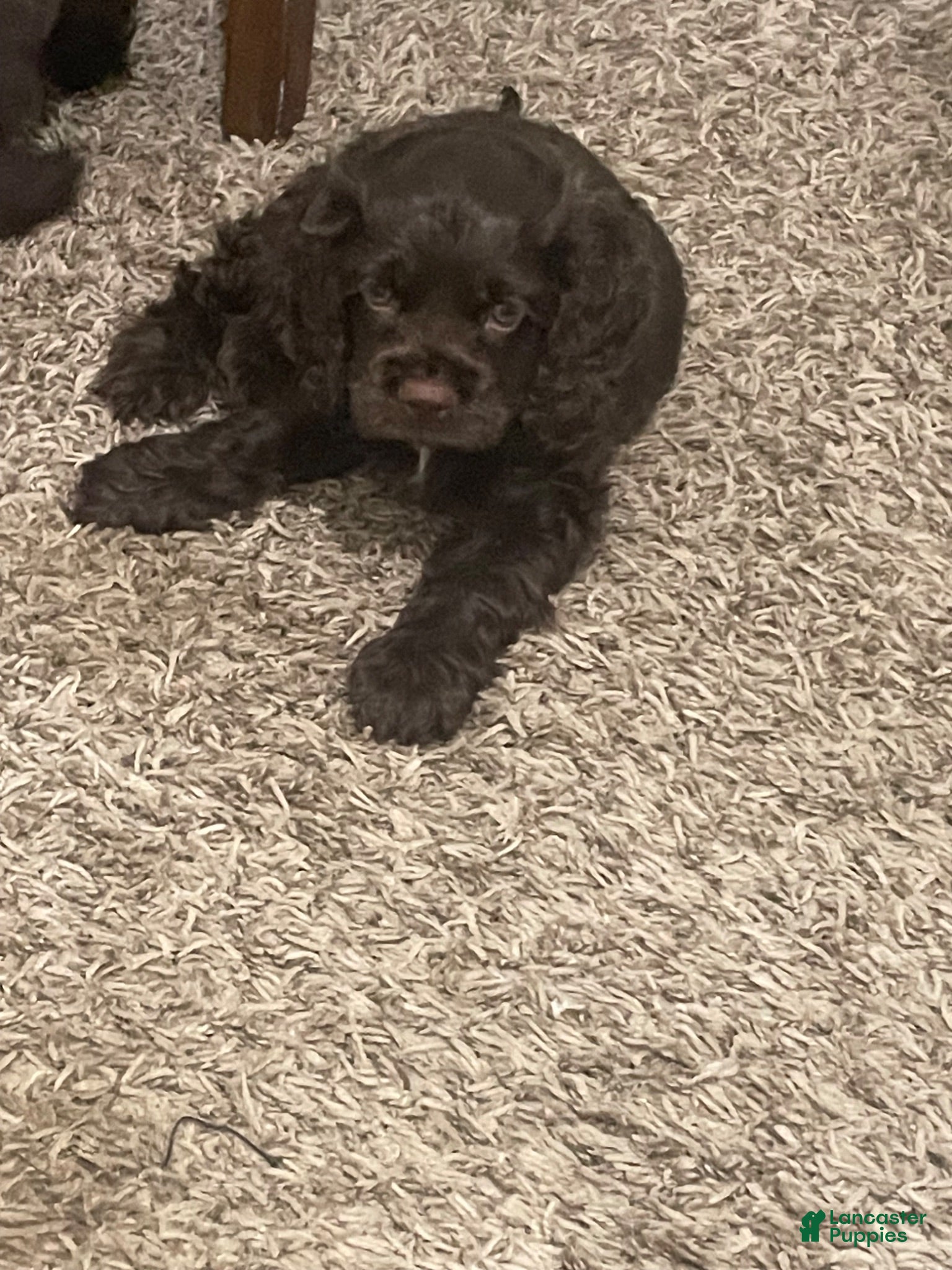 Cocker Spaniel dogs Cocker Spaniel 5 - Ad 30