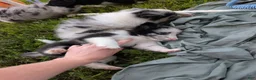 Shetland Sheepdog dogs for sale: Tucker - Ad 3