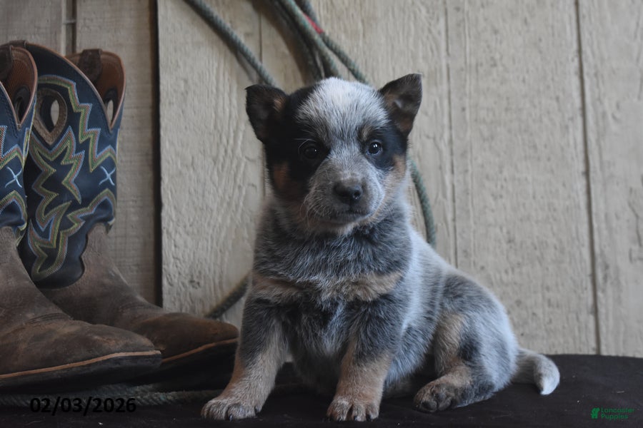 Australian Cattle Dog dogs Bobby Jo - Ad 8