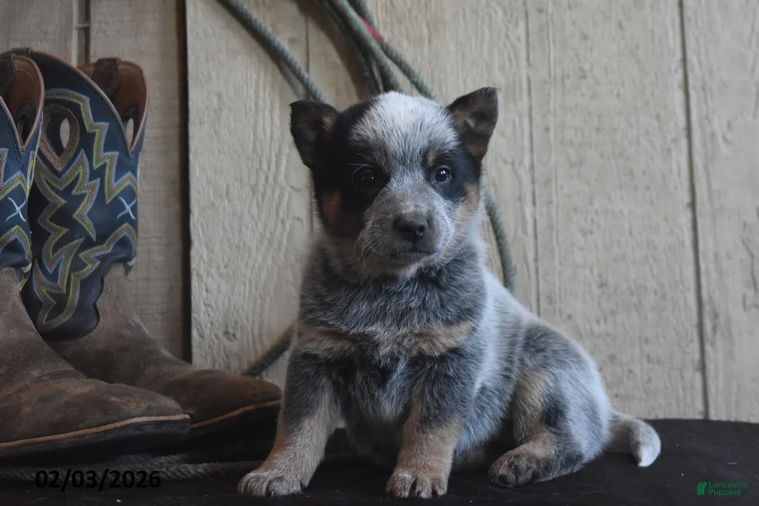Australian Cattle Dog dogs for sale: Bobby Jo - Ad 1