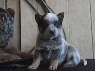 Australian Cattle Dog dogs Bobby Jo - Ad 8