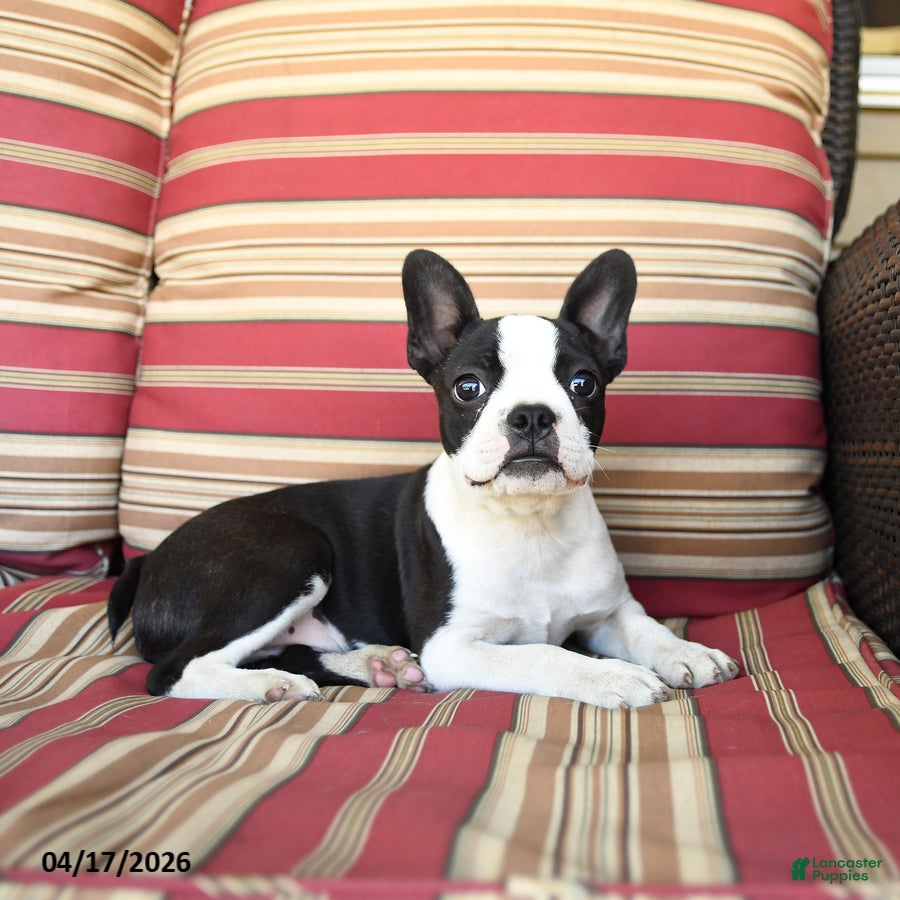 Boston Terrier dogs Buster - Ad 2