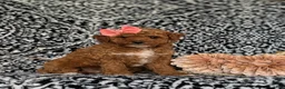Toy Poodle dogs for sale: Sienna - Ad 3