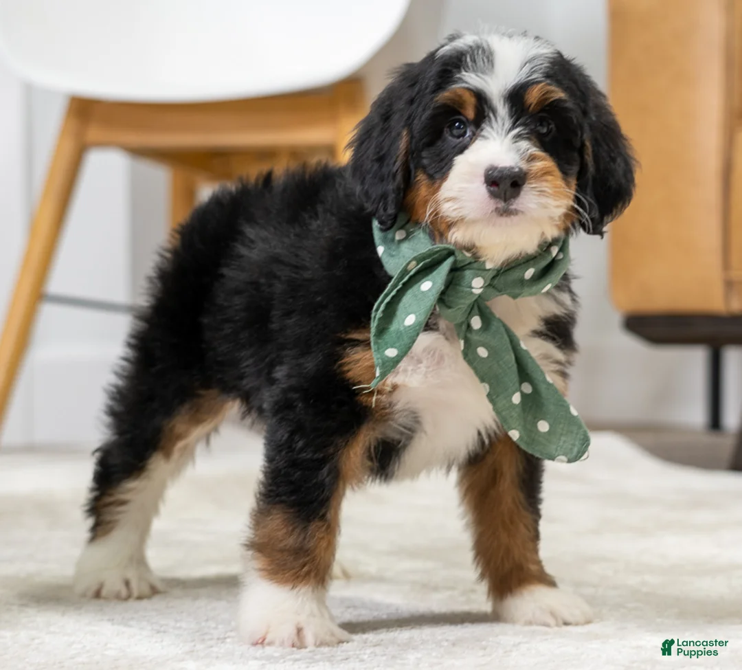 Mini Bernedoodle dogs for sale: Sparky - Ad 2