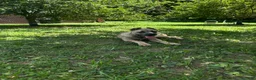 Cane Corso dogs for sale: ASH - Ad 3