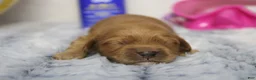 Cockapoo dogs for sale: Katie - Ad 9