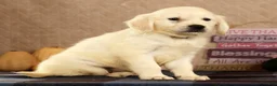 Golden Retriever dogs for sale: Golden Retriever 5 - Ad 6