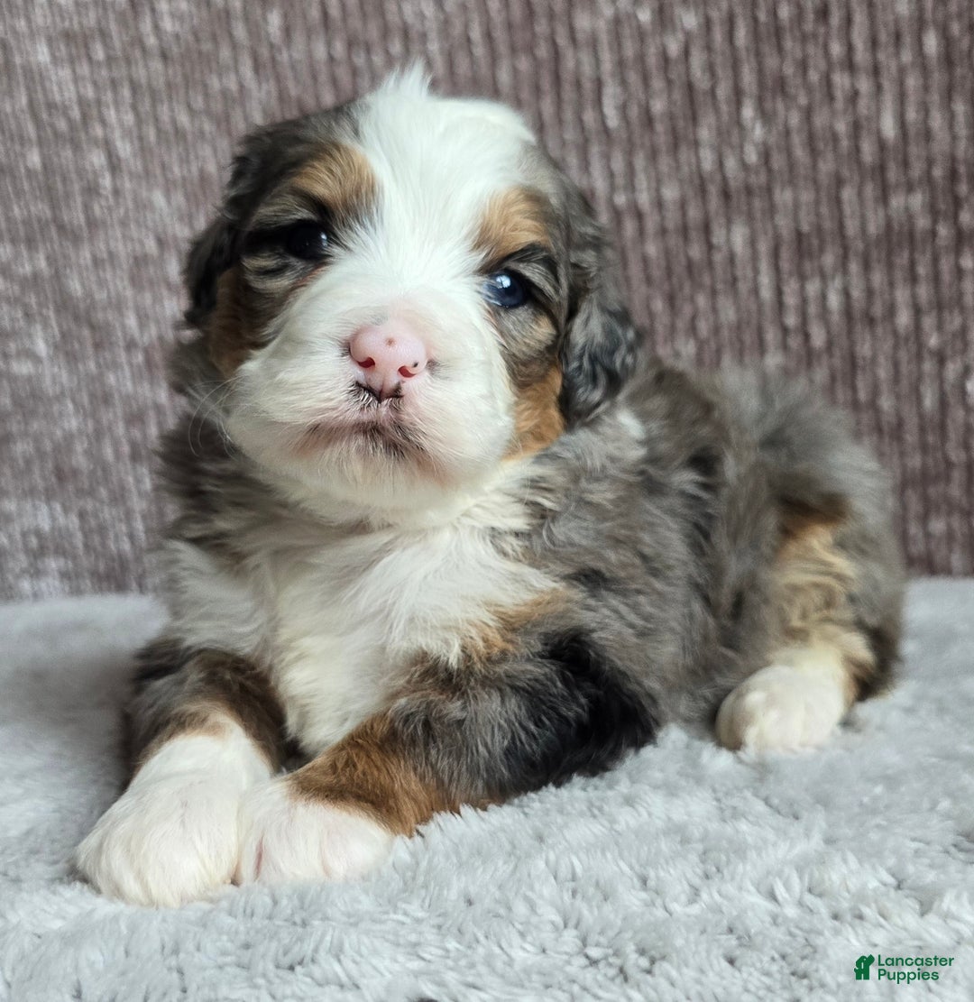 Mini Bernedoodle dogs for sale: Mini Oakley - Ad 2