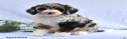 Bernedoodle dogs for sale: Bella   - Ad 4